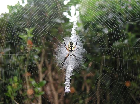 Free Images : tree, nature, forest, dew, spiderweb, wildlife, green, insect, natural, brown, bug ...