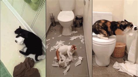 Cat-toilet GIFs - Get the best GIF on GIPHY