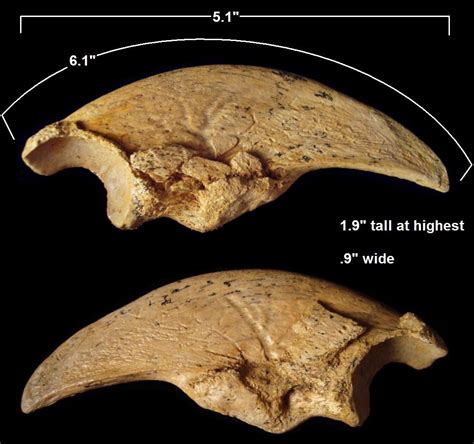 Possible Dinosaur Claw - Fossil ID - The Fossil Forum