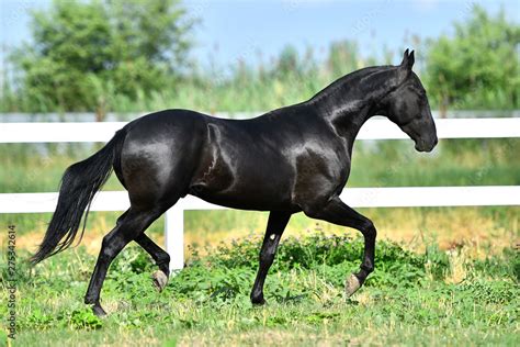 Black Akhal Teke stallion running in trot along white fence in summer ...