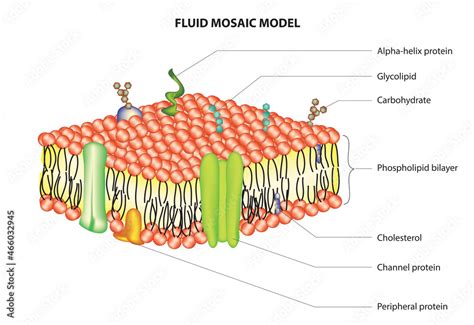 Biological structure of fluid mosaic model (Cell membrane model) Stock ...