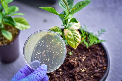 More Bacterial Competition Means Less Benefit for Plants