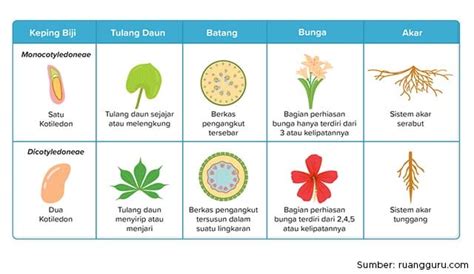 Mengenal Perbedaan Monokotil dan Dikotil. Ini Contohnya!