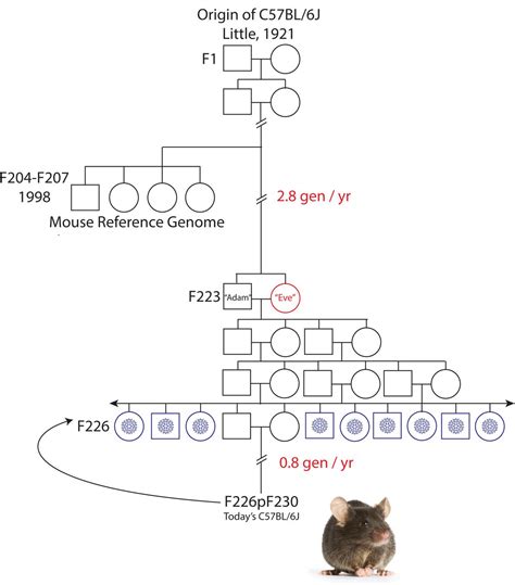 Asia Desalentar Broma mouse reference genome Adición lotería tarjeta