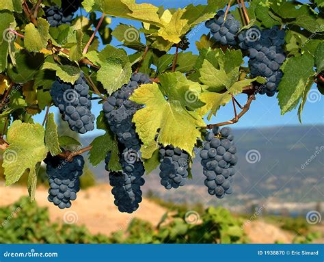 Merlot Grapes Stock Photo - Image: 1938870