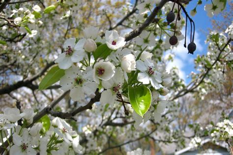 Capital Flowering Pear Utah | Best Flower Site