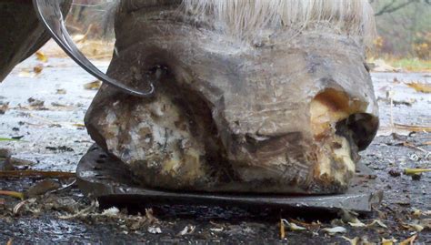 Innovative Equine Podiatry: Update on Severe White line disease case