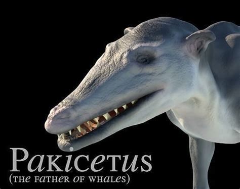 Pakicetus 3D Model skulls of three different animals 3D model animated ...