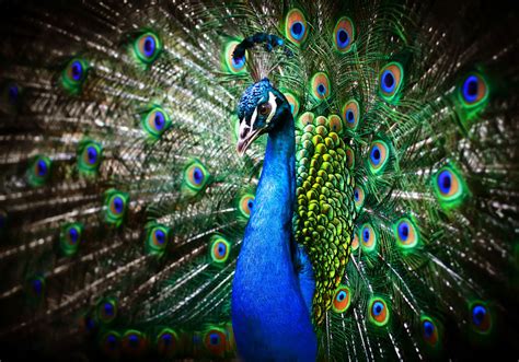 BANCO DE IMÁGENES: Un hermoso pavo real de colores - A beautiful peacock