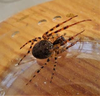 Orb web spider, Metellina marienae | Cradley, Malvern, Worcs… | Flickr