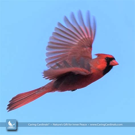 Cardinal Facts — CARING CARDINALS