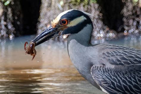 Crawdad vs. Crayfish: Navigating the Confusing World of Terminology and Species