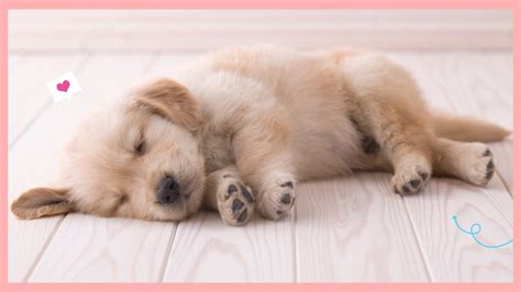 What Are Puppy Dreams