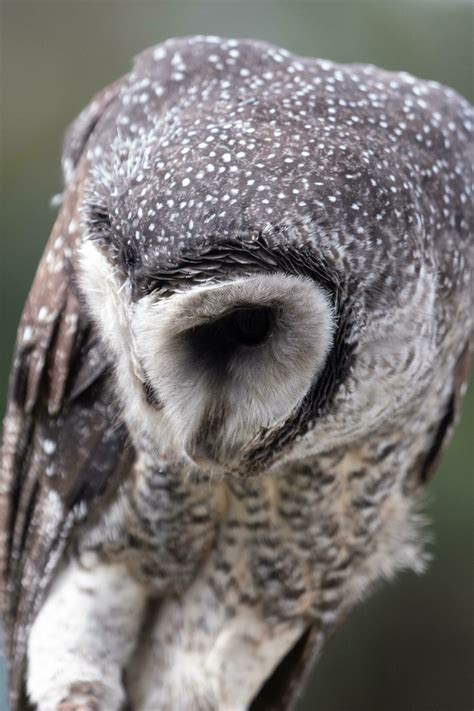 Lesser Sooty Owl 25926005 Stock Photo at Vecteezy