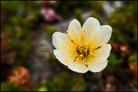 Norway | arctic poppy | photo & image | europe, scandinavia, norway ...