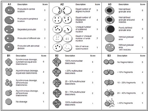 embryo grading chart - Keski