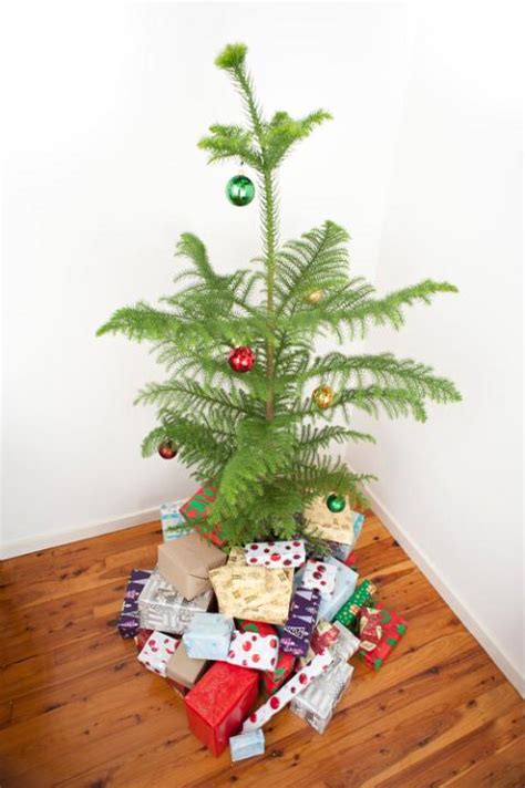 Photo of Norfolk Island pine Christmas tree | Free christmas images