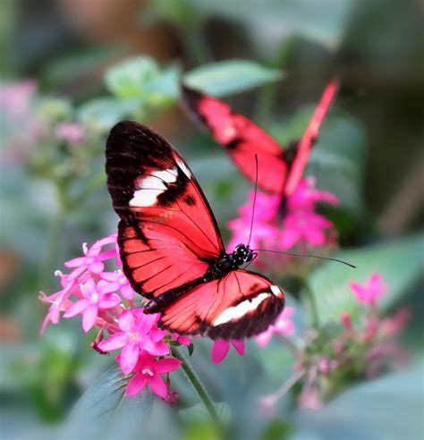 Pretty Pair - Butterflies on Flowers Photograph by MTBobbins Photography - Pixels