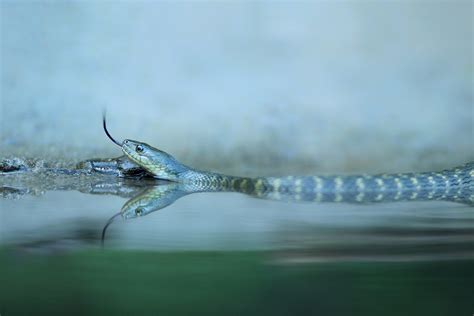 Everything You Need to Know About Water Snakes in Texas