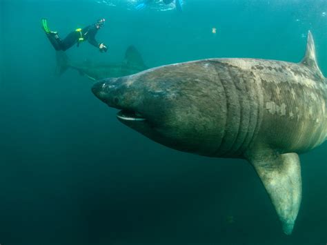 whale shark | Strange Animals Podcast