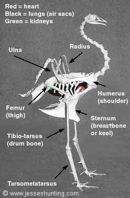 Turkey Skeleton Anatomy