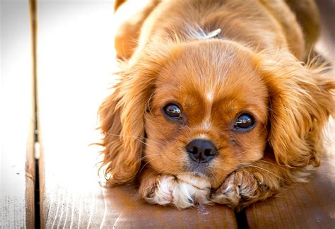 10 mejores mascotas para niños que puedes tener en cuenta | St. Charles