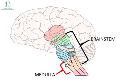 Medulla - Definition, Anatomy, Location & Function » How To Relief