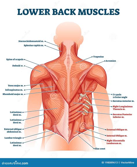 High Back Muscles Diagram - Muscle Diagram of the Back (Posterior ...