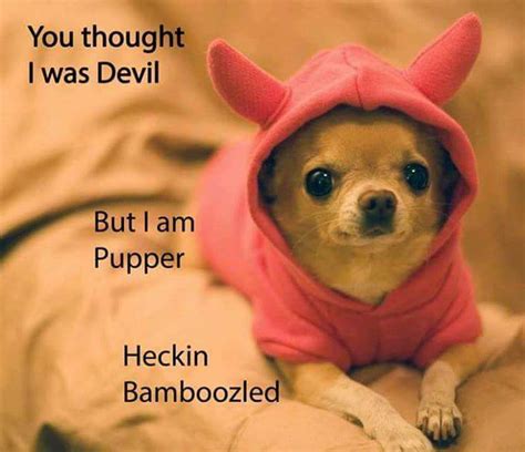 Devil dog? : r/funny