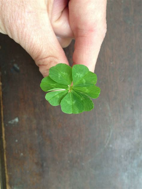 1369 best Leaf Clover images on Pholder | Mildlyinteresting, Futurama and Black Clover