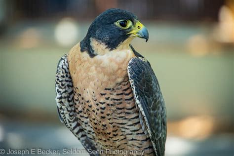 World Center for Birds of Prey photo spot, Boise