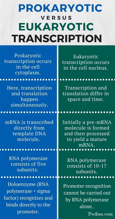 Difference Between Prokaryotic and Eukaryotic Transcription