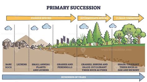 Primary succession and ecological growth process stages outline diagram | Ecological succession ...