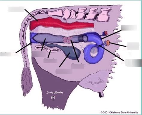 Animal Reproduction Diagram | Quizlet