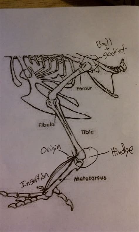 Bio 156 online: Chicken Leg Dissection Lab!