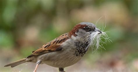 House Sparrow Nesting (Behavior, Eggs + Location) | Birdfact