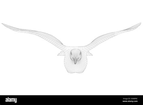 Flying bird wireframe isolated on white background. Front view. 3D ...