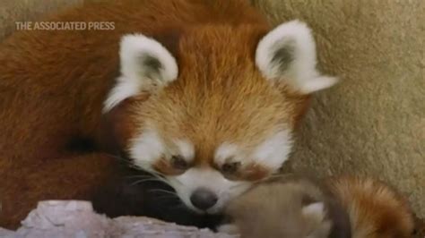 San Diego Zoo has 1st baby red panda since 2006 | International - Times ...