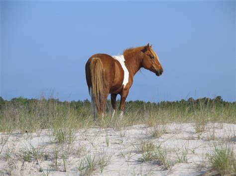 The Chincoteague Ponies - Your Horse Farm