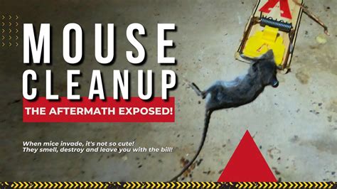 Mouse Poop Cleanup | The AFTERMATH Exposed! - YouTube