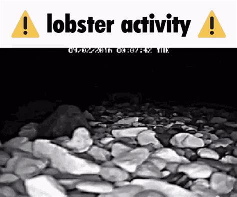 Lobster GIF - Lobster - Discover & Share GIFs