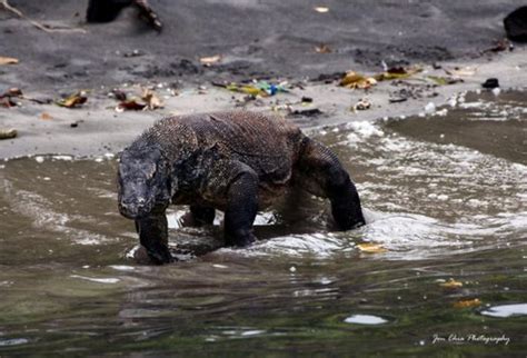 Komodo National Park - Wikitravel