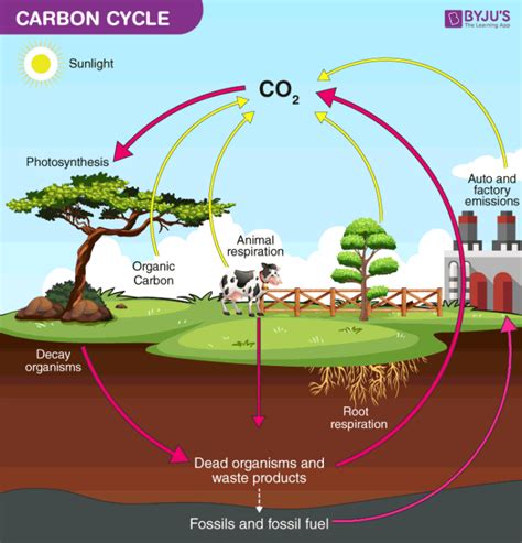 Carbon Cycle - Definition, Process, Diagram Of Carbon Cycle