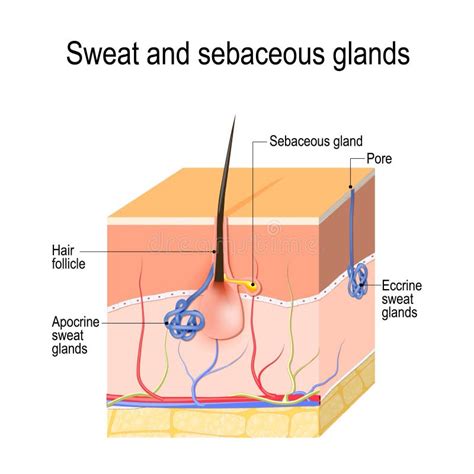 Sweat Glands Apocrine, Eccrine and Sebaceous Gland. Cross Section of the Human Skin with Hair ...