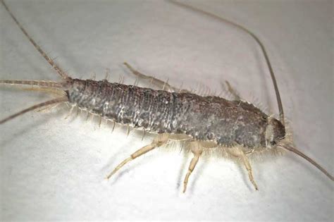 Silverfish Larvae