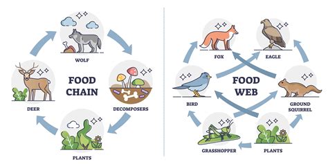 Food Chain Vs Food Web What Is The Difference Between The Food Chain | Hot Sex Picture