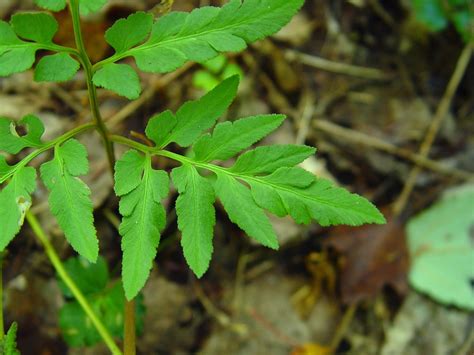 Botrychium dissectum (dissected grapefern): Go Botany