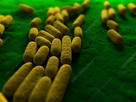 Bacillus subtilis bacteria, artwork - Stock Image - F004/1576 - Science Photo Library