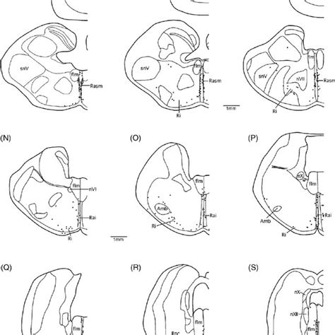 Diagrammatic sagittal section of the crocodile brain showing the... | Download Scientific Diagram