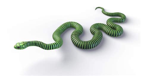 Boomslang Snake 3D Model